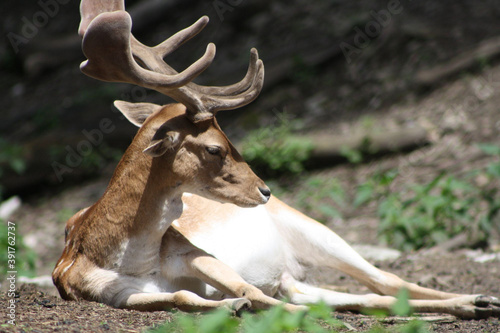 Deer with Large Antlers (Szilvásvárad, Hungary)