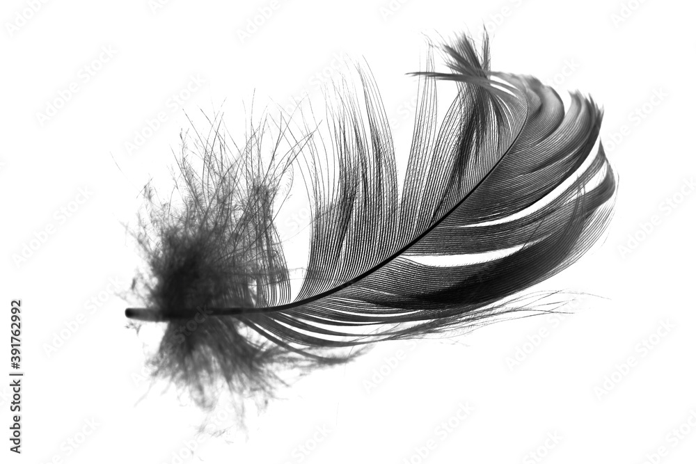 Obraz premium Black feather on white background 