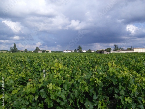 Vineyards in France (Saint-Emilion)