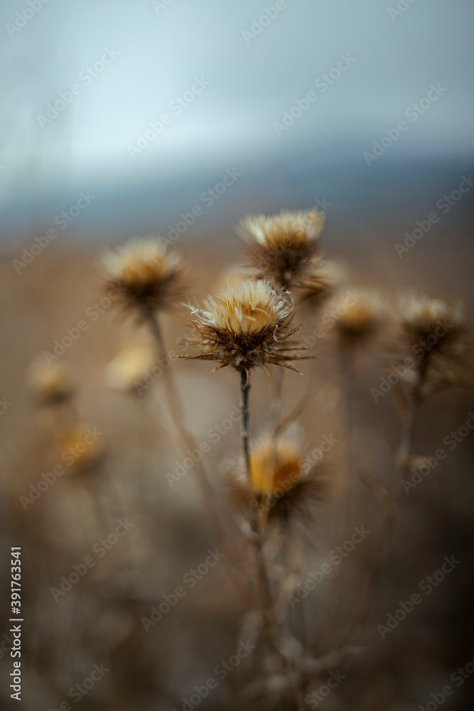 close up dry thistle plant growing in the autumn field with bokeh