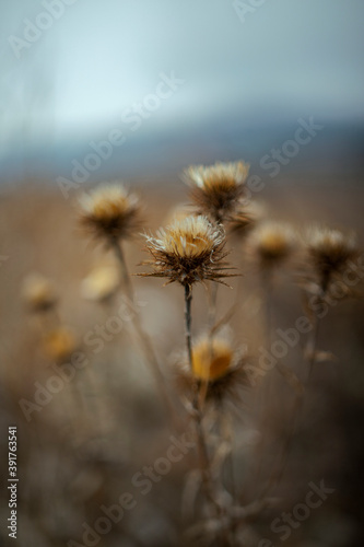 close up dry thistle plant growing in the autumn field with bokeh