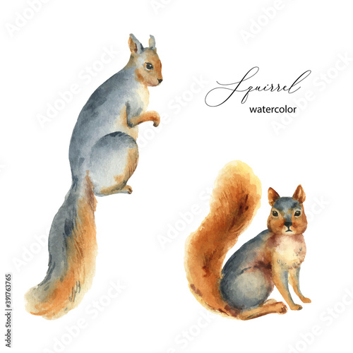 Watercolor vector set with squirrels isolated on a white background.
