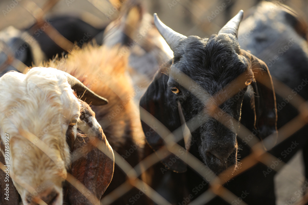 Indian goat at dairy farm, rural scene