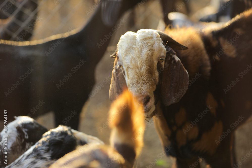 Indian goat at dairy farm, rural scene