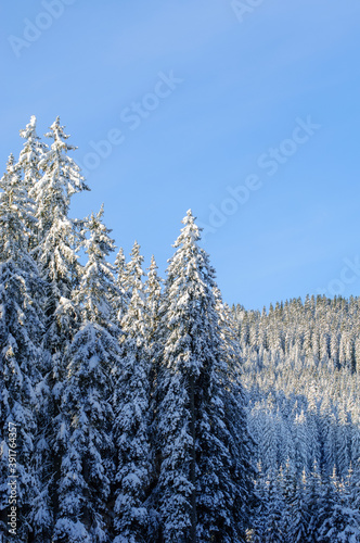 Winter forest background texture