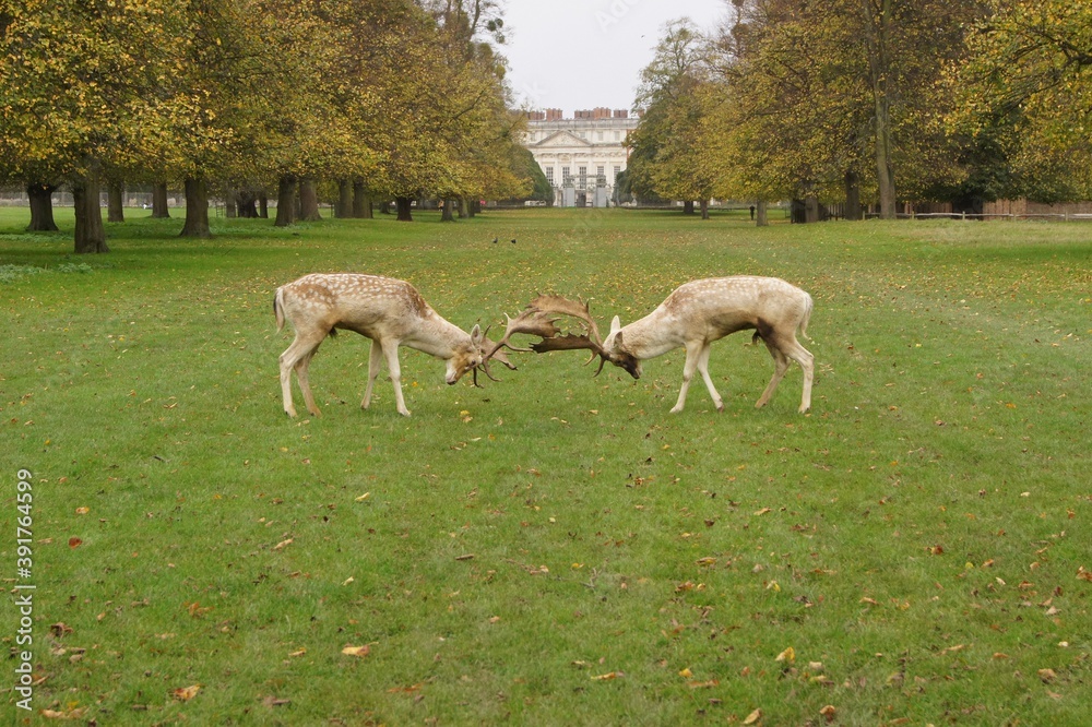 Fototapeta premium Rutting Stags