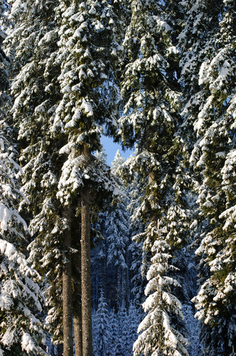 Winter forest background texture