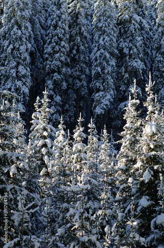 Winter forest background texture
