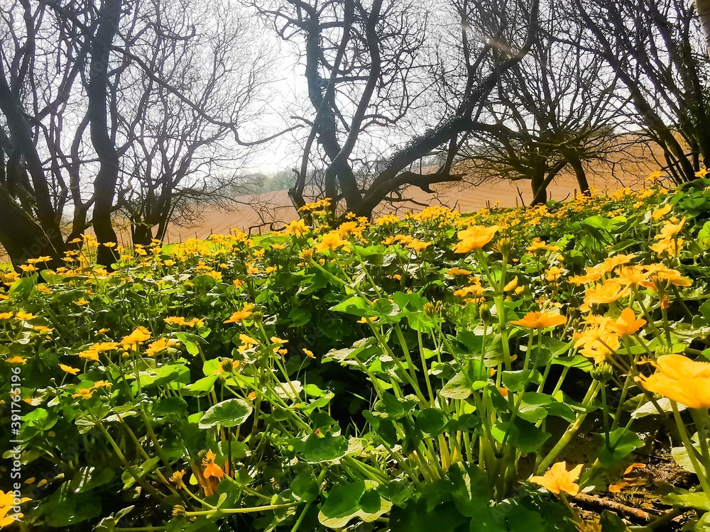 Obraz premium field of dandelions