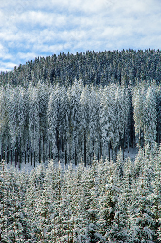 Winter forest background texture