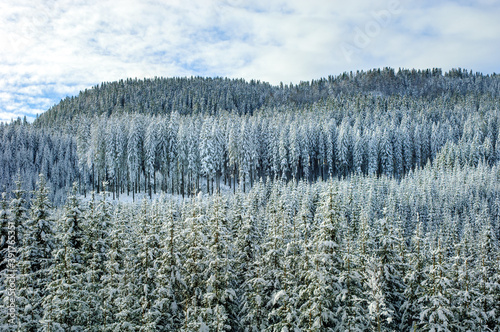 Winter forest background texture