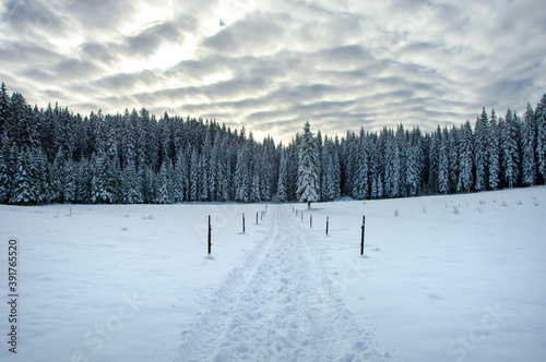 Snowy road and winter forest