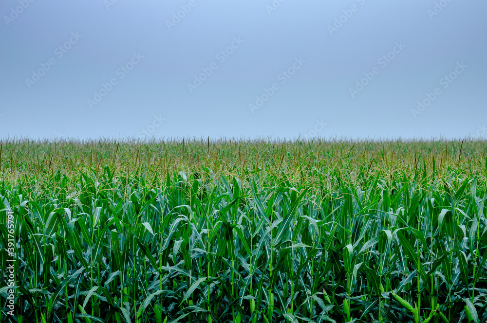 The fog begins to clear over the cornfield. Growing corn in rural areas for the production of compound feed The fog begins to clear over the cornfield. Growing corn in rural areas for the production of compound feed