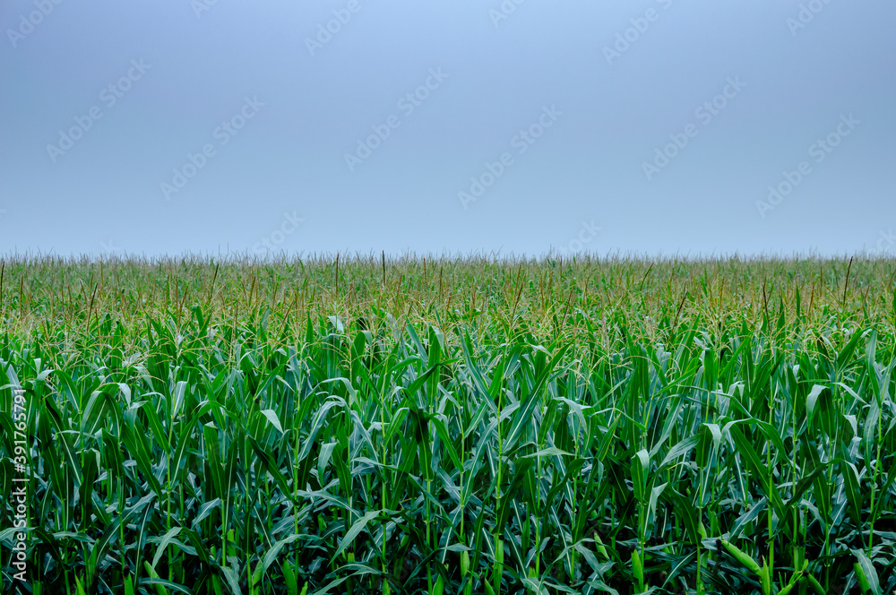 The fog begins to clear over the cornfield. Growing corn in rural areas for the production of compound feed