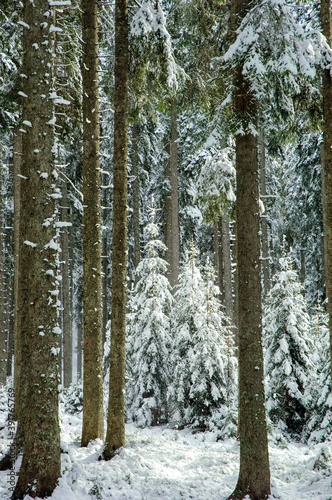 Winter forest background texture