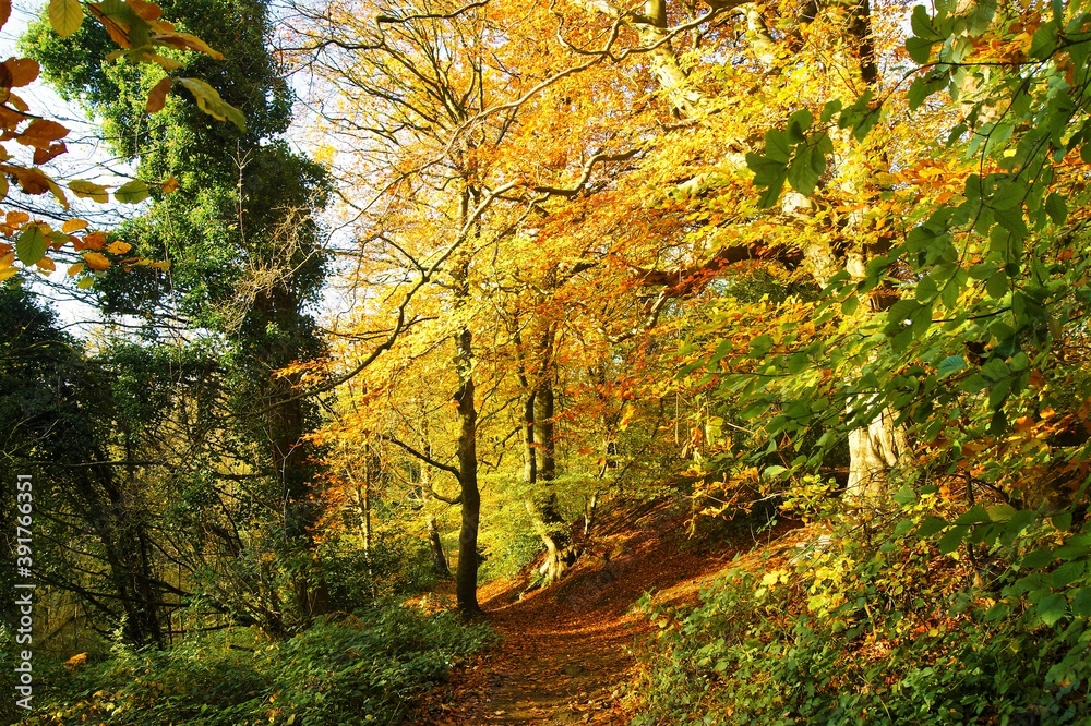 autumn in the forest