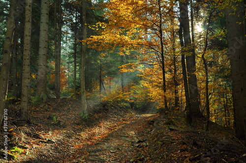 Promienie jesieni  © Arkadiusz Miazga