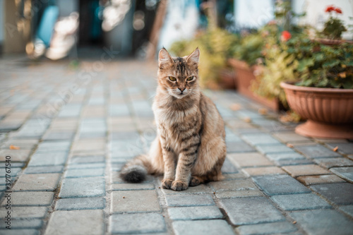Obraz na plátně Cute tabby cat sits on the street near the house among flowers