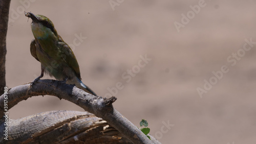 Bee-eater eating a inscet photo
