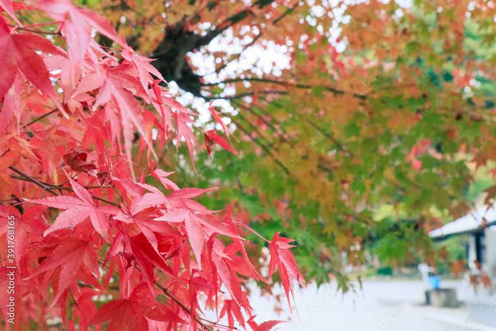 色づく紅葉