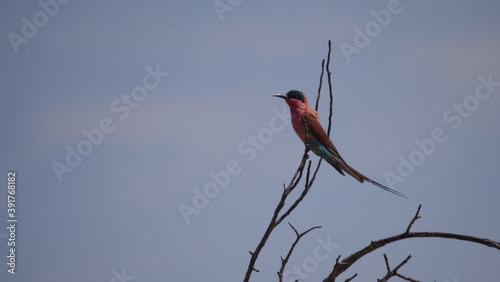 Southern carmine bee-eater on a tree branch photo