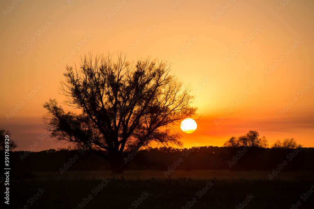 a bright orange sunset and a lonely tree growing in a field