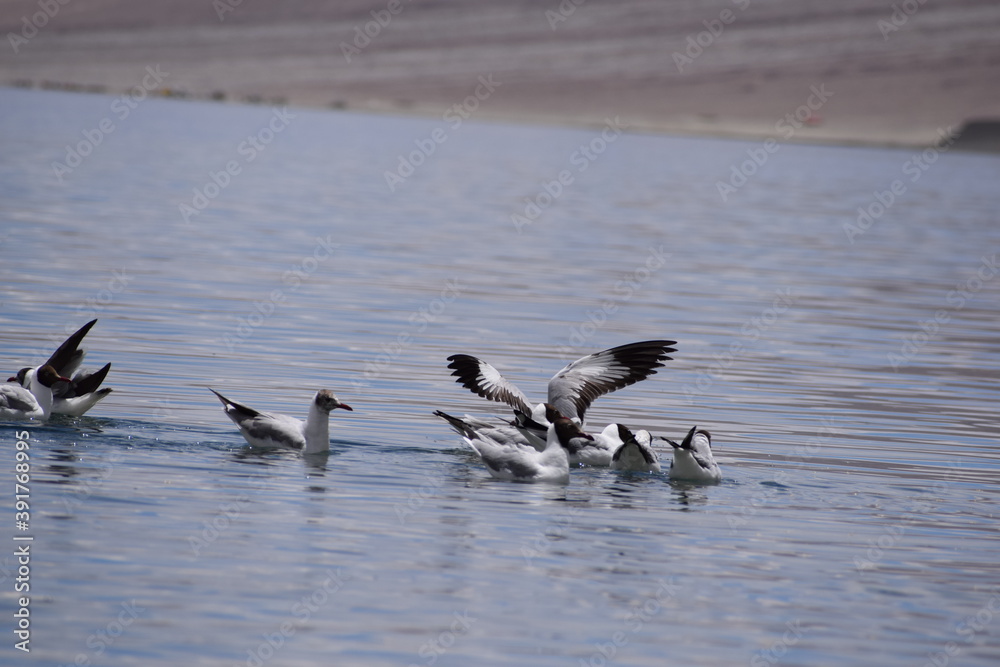 Fototapeta premium birds in the water pangong lake leh ladakh
