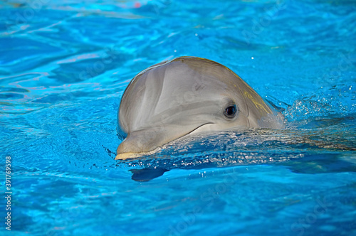 Bottlenose dolphin swimming on the surface