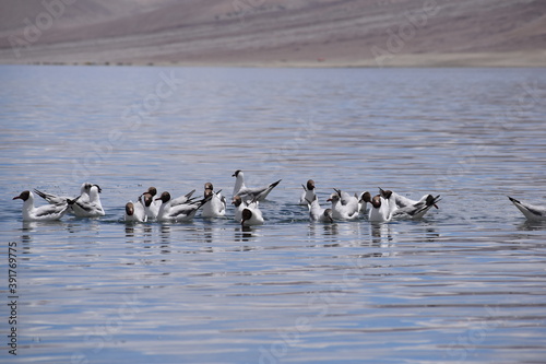 birds in the water pangong lake leh ladakh © suchit