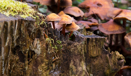 Close-up of mushrooms surrounded by green moss on a fallen tree. Kuehner myces mut bilis.