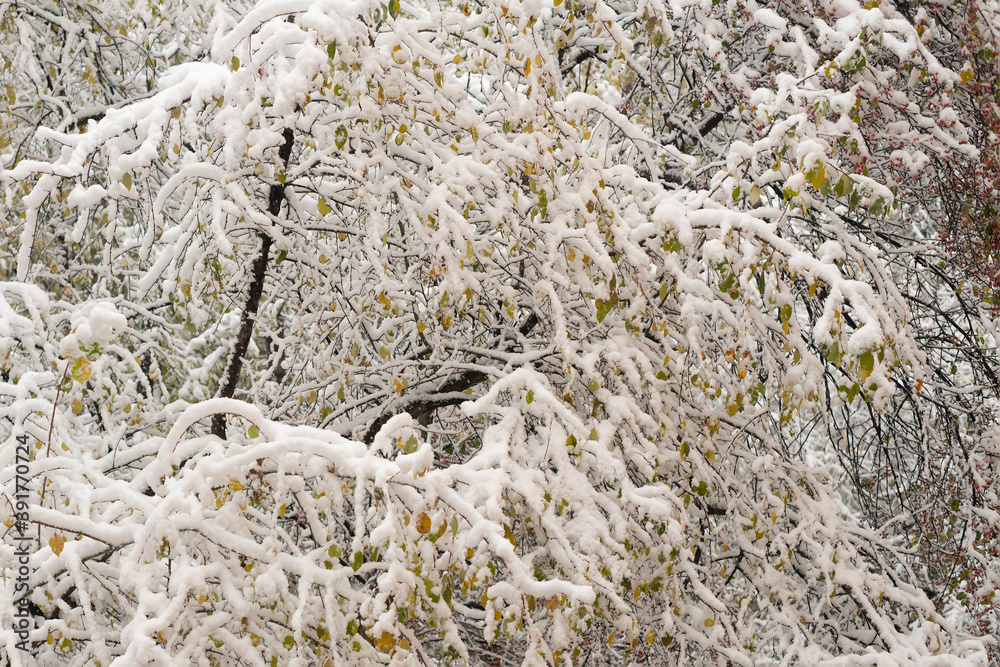 Obraz premium Thin branches of a tree under snow flakes.