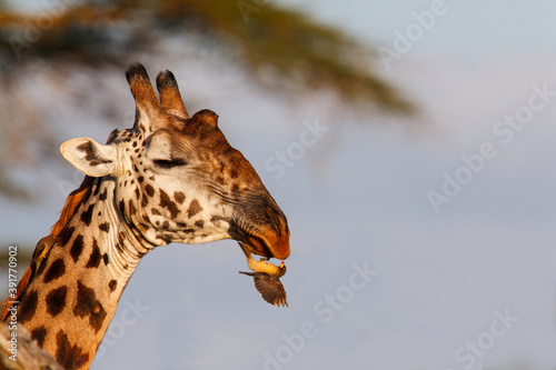 Portrait of a giraffe with a oxpecker hanging on his nose in the Serengeti National Park in Tanzania