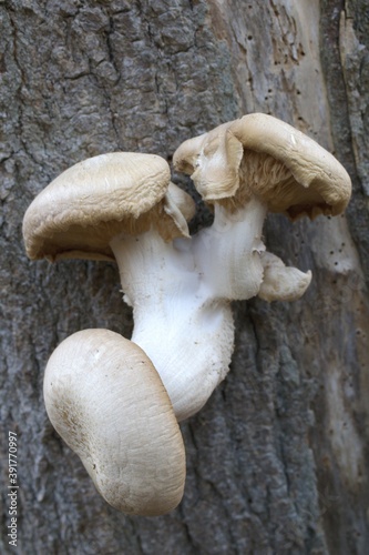 mushrooms in the forest