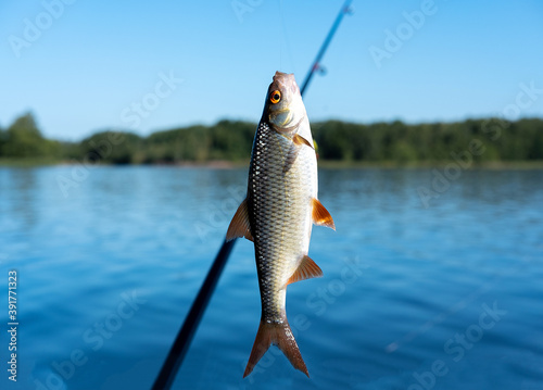 Small fish hanging on a fishing line on the background of blue water