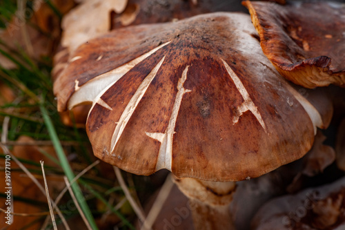 boletus edulis mushroom