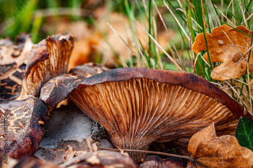 mushroom in the grass