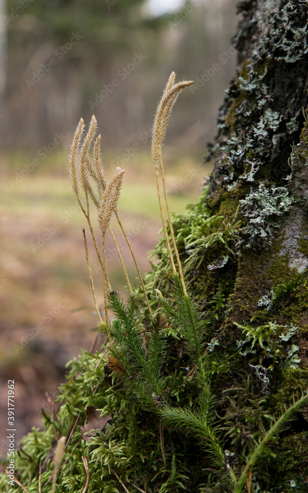 Dry spikelets of plants growing in the forest near a tree. Abstract dry grass flowers.