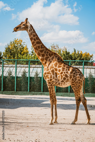 Full-length giraffe at the zoo on a Sunny day