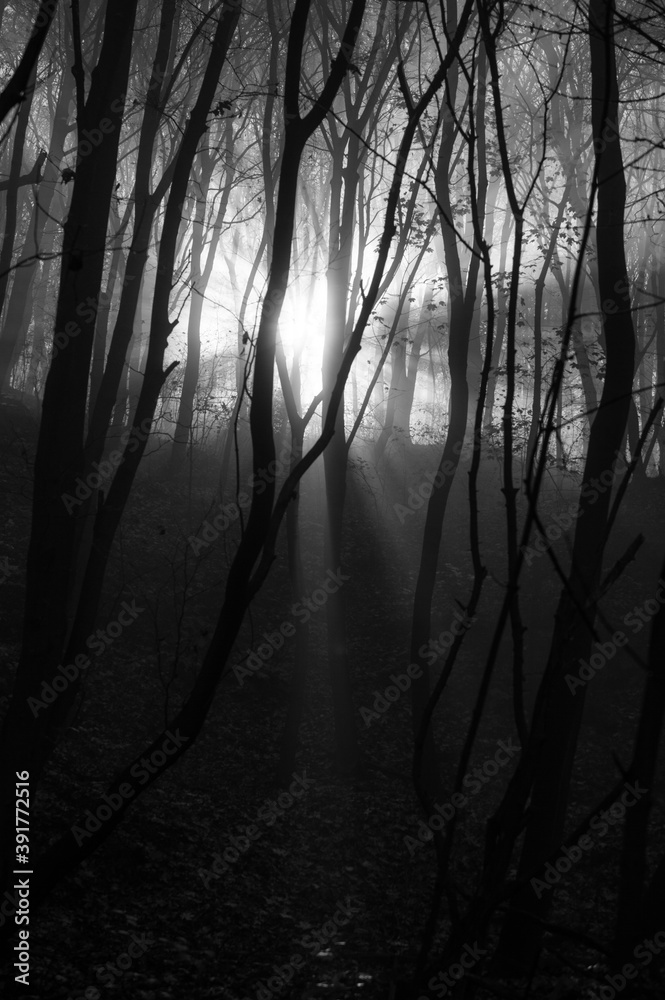 Fototapeta premium Fog in the wood