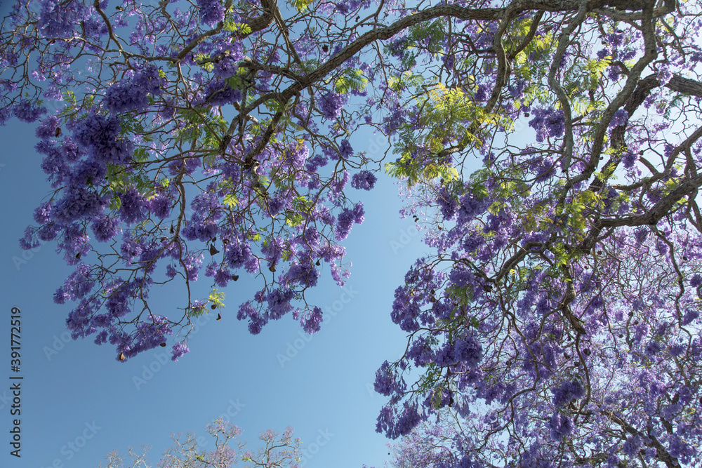 Purple jacaranda flower shower. Grafton Australia. Purple jacaranda flower shower. Grafton Australia.
