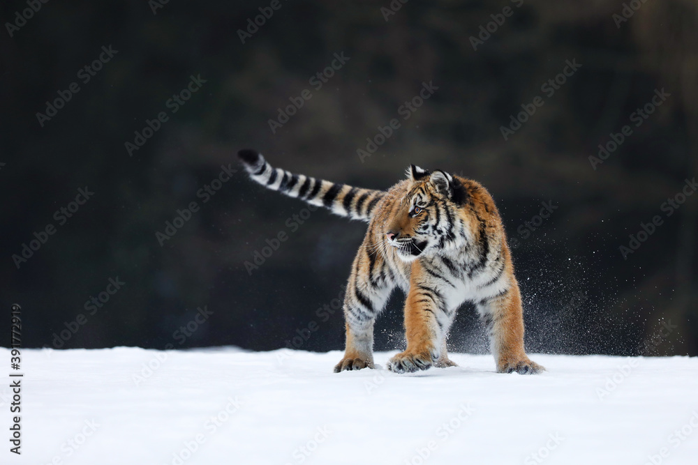 Fototapeta premium Siberian Tiger walk on snow. Beautiful, dynamic and powerful animal. Typical winter environment. Taiga russia. Panthera tigris altaica