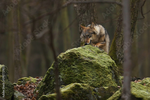 Gray wolf, Canis lupus in forest in winter day. Animal in nature habitat. Wolf sniffing for prey.