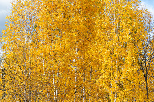 Horizontal photo of a group of white birch trees with yellow foliage is against the blue sky background in the forest in autumn