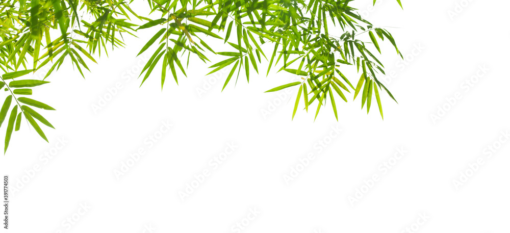 Obraz premium Close up vie of nice bamboo leaf on white back to be cut out