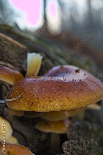 mushrooms in the forest
