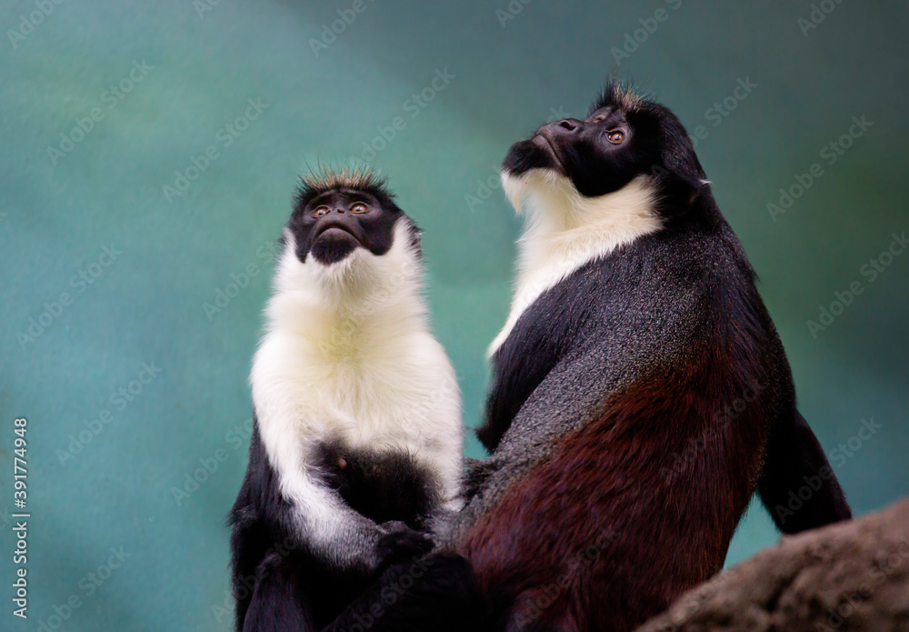 Diana monkey. This is one of the most beautiful types of monkeys. The