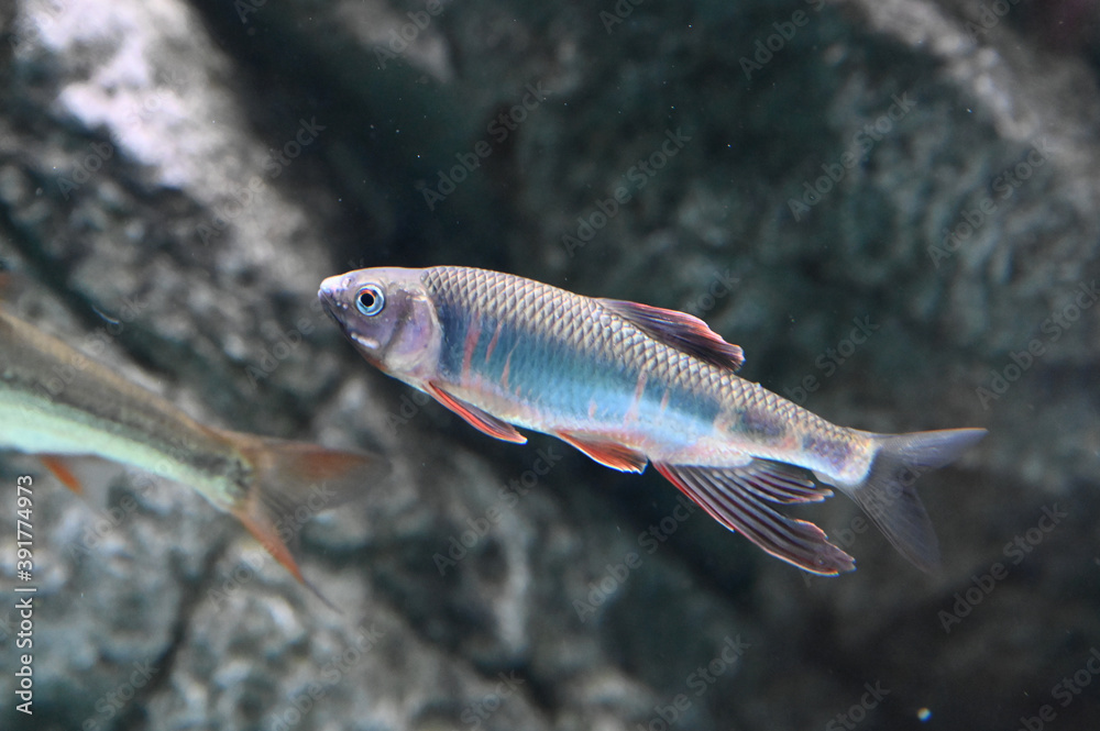 Naklejka premium 大きなヒレがとても美しいオイカワ