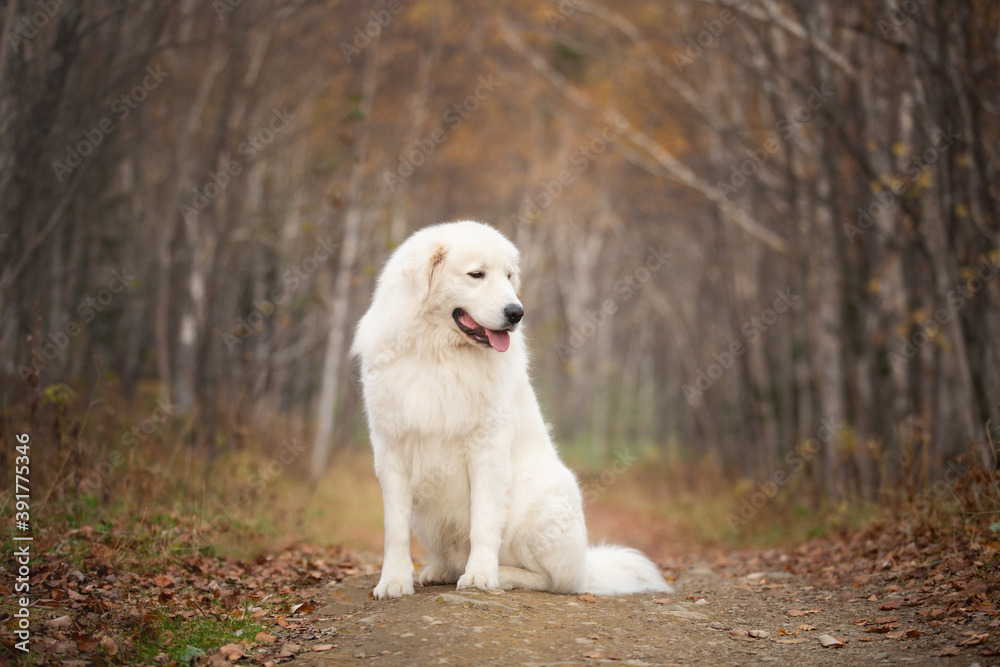 Profile Portrait of big beautiful maremma dog sitting in the autumn forest. White fluffy Italian sheepdog