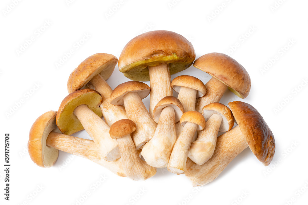 Group of brown cap Boletus Edulis isolated on white background. Edible mushrooms in the kitchen. Nobody Group of brown cap Boletus Edulis isolated on white background. Edible mushrooms in the kitchen. Nobody