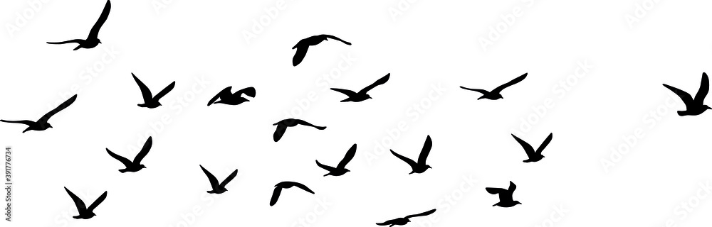 silhouette of great black-backed gull (Larus marinus) on flight, vector on white background